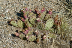 Opuntia × debreczyi