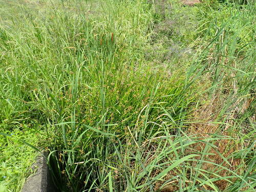 Image of Bog Bulrush (Schoenoplectiella mucronata) by no rights reserved