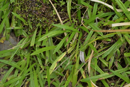 Gnaphalium japonicum