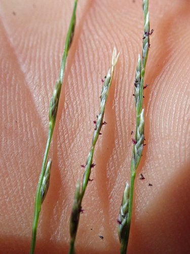 Image of Tripogonella loliiformis by no rights reserved