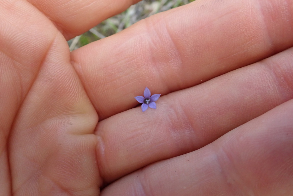 Wahlenbergia gracilis - Inner West indigenous plant