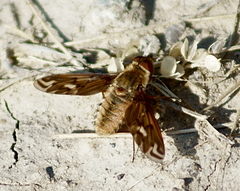 Poecilanthrax alcyon