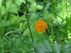 Trollius altaicus