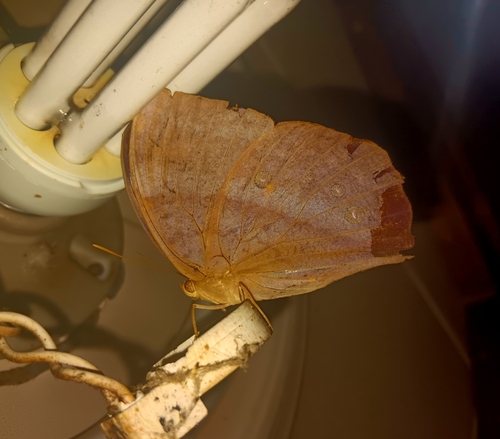 Discophora ogina