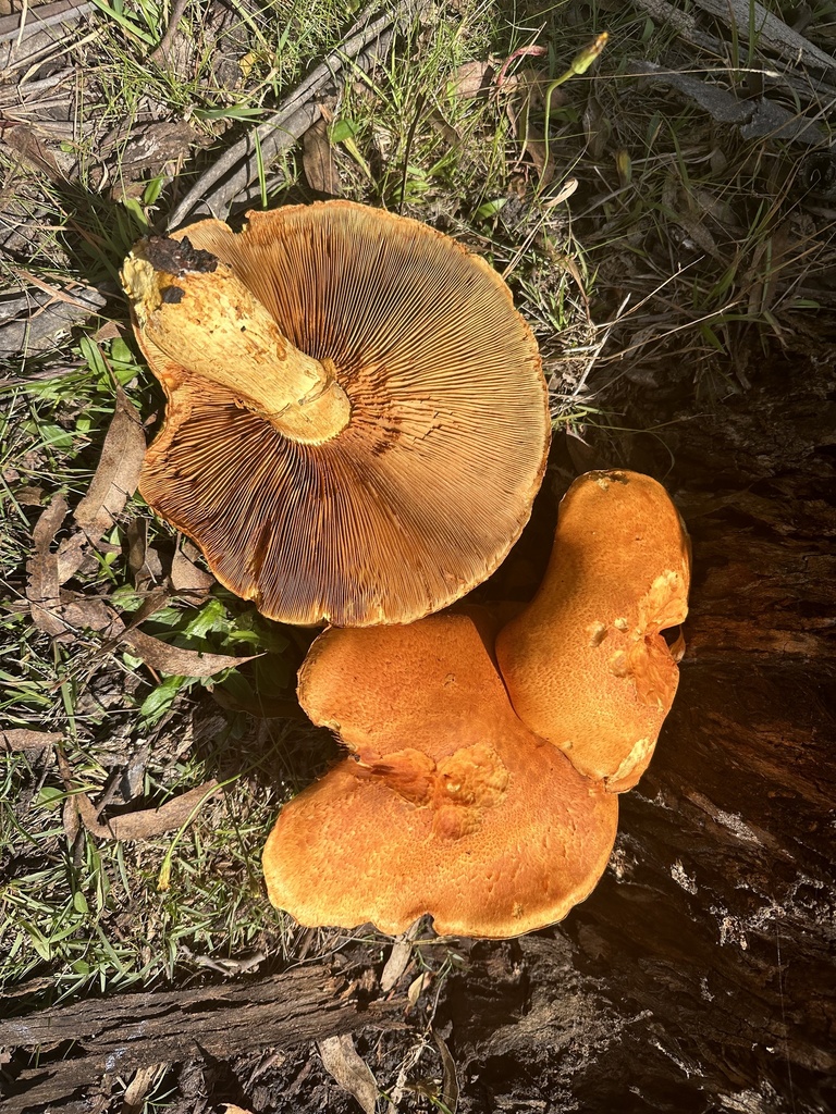 Gymnopilus junonius · March 2025 · photo: © prossington (iNaturalist, cc-by)