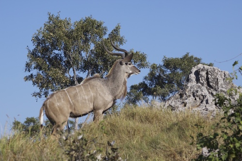 Southern Greater Kudu