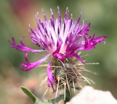 Centaurea sphaerocephala