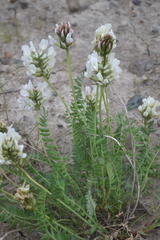 Oxytropis sordida