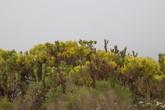 Leucadendron platyspermum