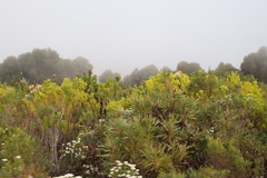 Leucadendron platyspermum