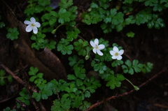 Ellisiophyllum pinnatum