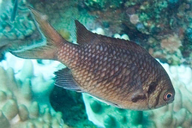 Doublebar chromis