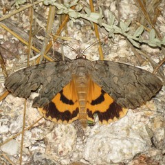 Catocala neogama euphemia