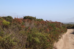 Erica irregularis