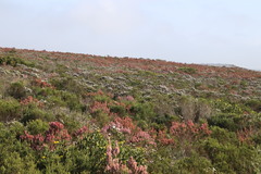 Erica irregularis