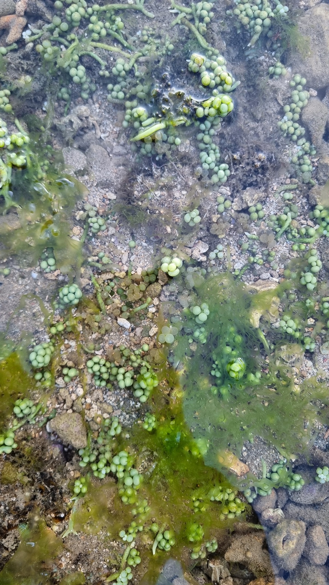 Caulerpa racemosa — ảnh 2