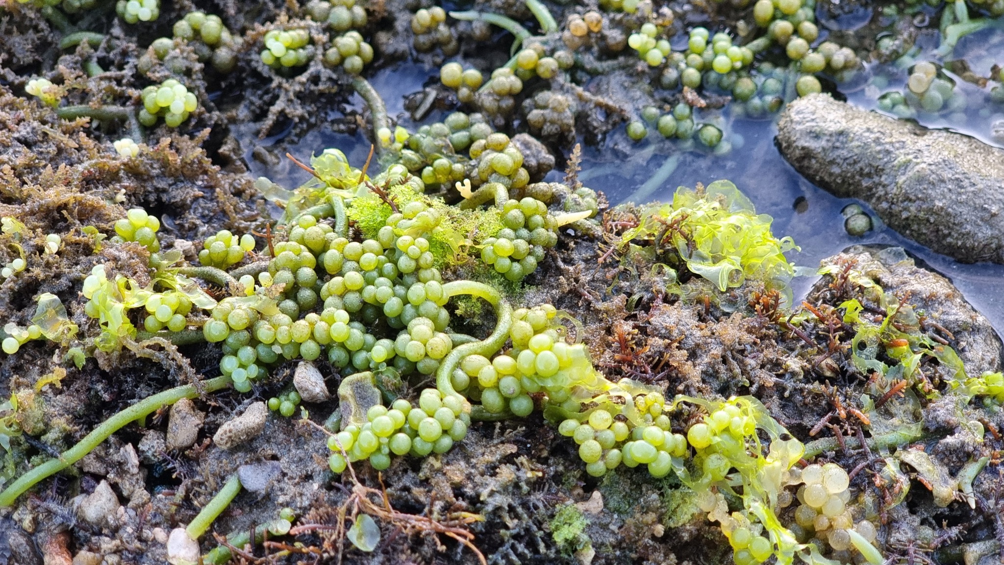 Caulerpa racemosa — ảnh 3