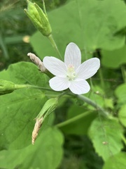 Hibiscus lobatus, photograph rosshawkins, CC0, iNaturalist via GBIF