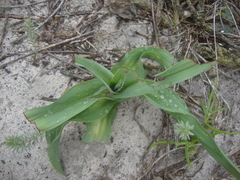 Chlorophytum triflorum