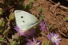 Pieris rapae