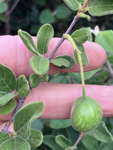 Lagynias (Vangueria dryadum)