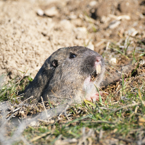 Northern Pocket Gopher, photo 2 of 9