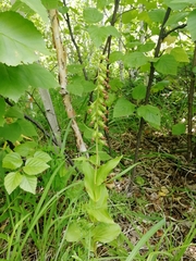Epipactis helleborine