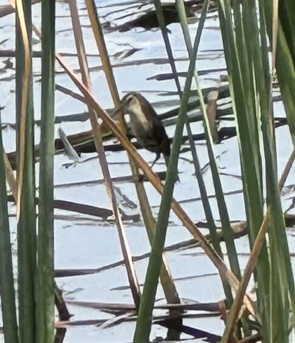 Little Grassbird (Poodytes gramineus), photo 7