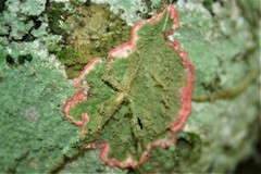 Herpothallon