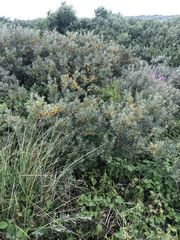 Hippophae rhamnoides