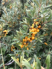 Hippophae rhamnoides