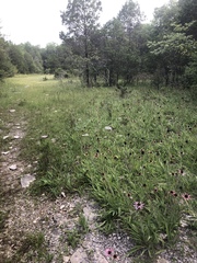 Echinacea tennesseensis
