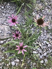 Echinacea tennesseensis