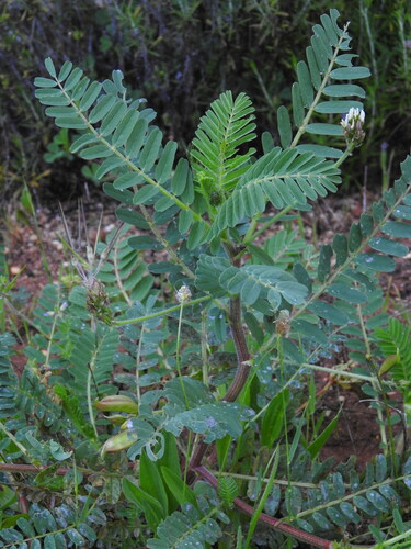 Image of Astragalus boeticus by (c) Duarte Frade, some rights reserved (CC BY)