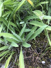 Echinacea tennesseensis