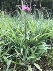 Echinacea tennesseensis