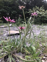 Echinacea tennesseensis