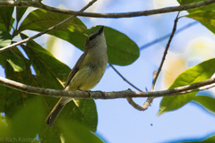 Microeca flavigaster