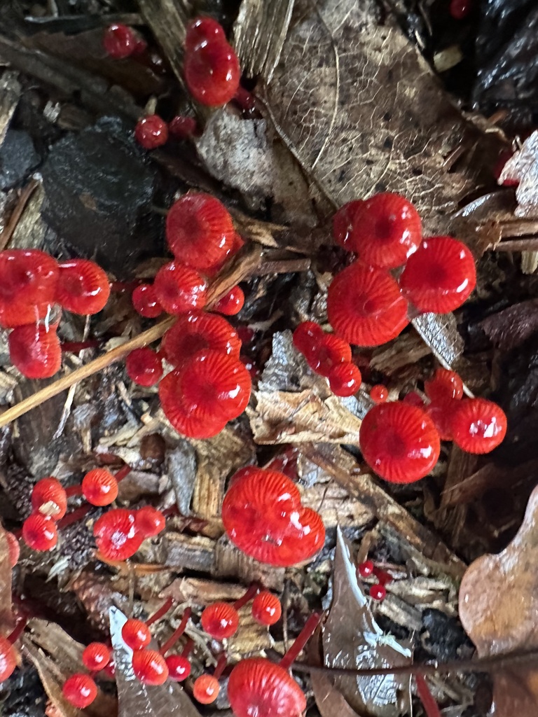 Cruentomycena viscidocruenta · March 2025 · photo: © prossington (iNaturalist, cc-by)