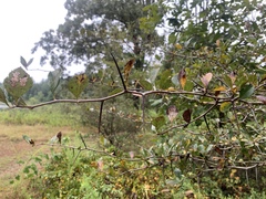 Crataegus berberifolia