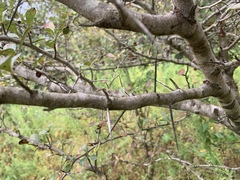 Crataegus berberifolia
