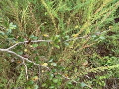 Crataegus berberifolia