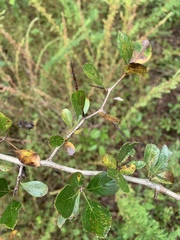Crataegus berberifolia