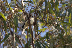 Microeca flavigaster