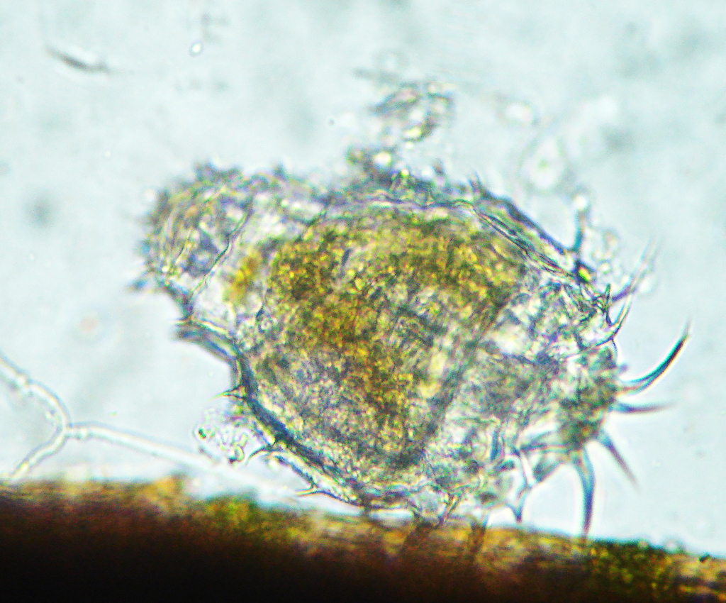 Macrotrachela multispinosa