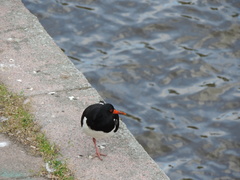 Haematopus ostralegus
