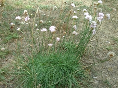 Armeria maritima