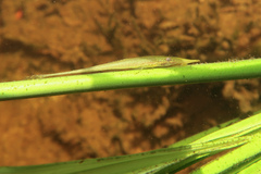 Stick Catfish photo 1