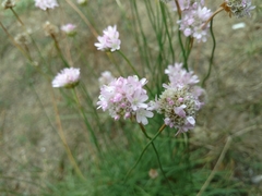 Armeria maritima