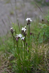 Silene involucrata